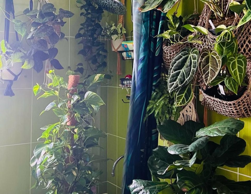 Healthy indoor plants growing inside a bathroom