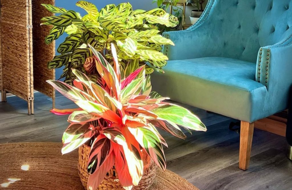 Indoor plants in a styled home setting