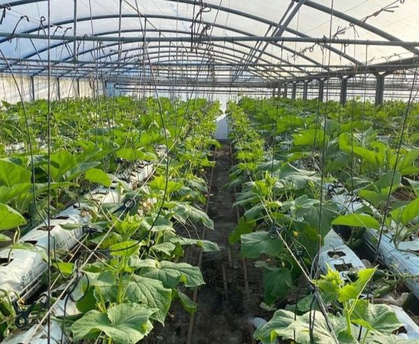 Rows of hydroponic cucumbers in a Western Sydney glasshouse on a CompleteGrow feeding program