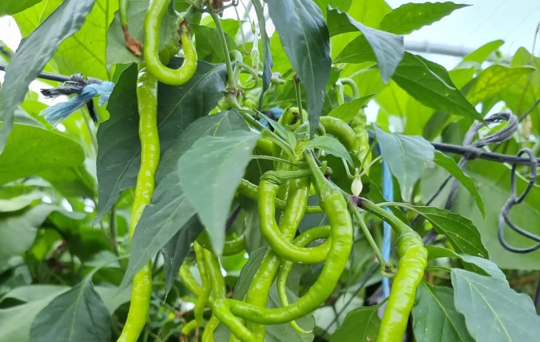 Commercial crop production supported by mineral fertiliser