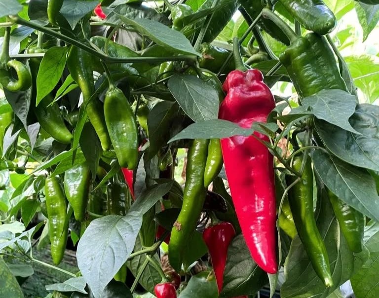 CompleteGrow mineral fertiliser for stronger home garden growth