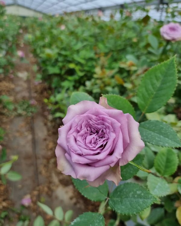 Glasshouse rose grown at Dural Rose Farm on a CompleteGrow program