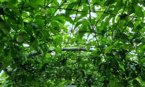 327595613_3071742483129872_2464101152420123791_n