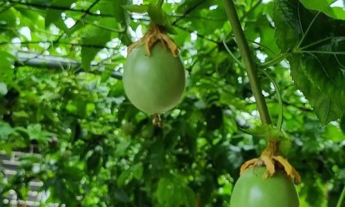 338448072_733903551559764_7477449274506054316_n