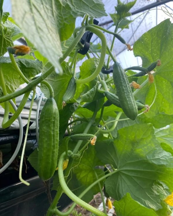 Hydroponic cucumbers grown by D&J Produce on a CompleteGrow program