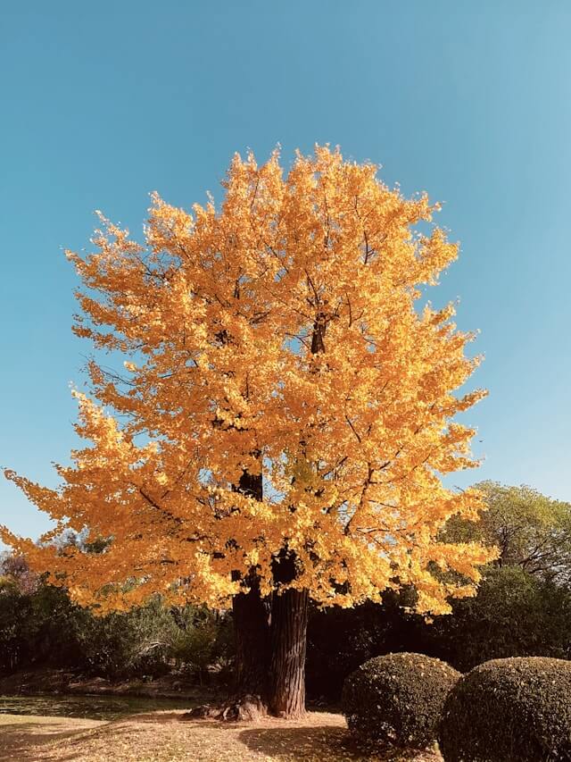 Best Fertiliser for Ginkgo Trees: How to Feed and Maintain Ginkgo ...