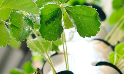 cekreknauts-7Fq3G80kSOw-unsplash