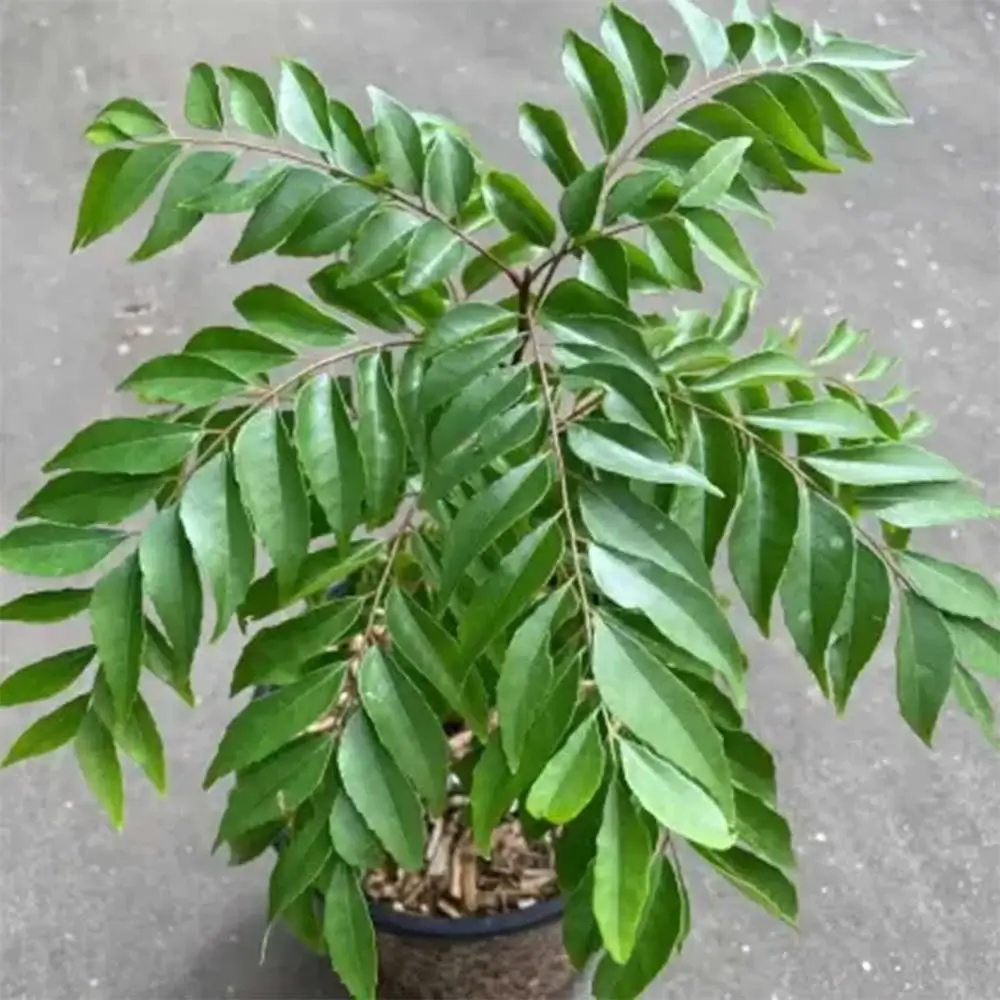Best Fertiliser for Curry Leaf Plant (Murraya koenigii Care & Feeding  Guide) - CompleteGrow