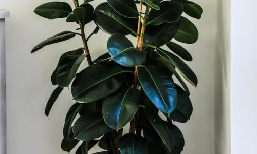 denley-photography-GNdLc38zNjU-unsplash (1) denley-photography-GNdLc38zNjU-unsplash (1)