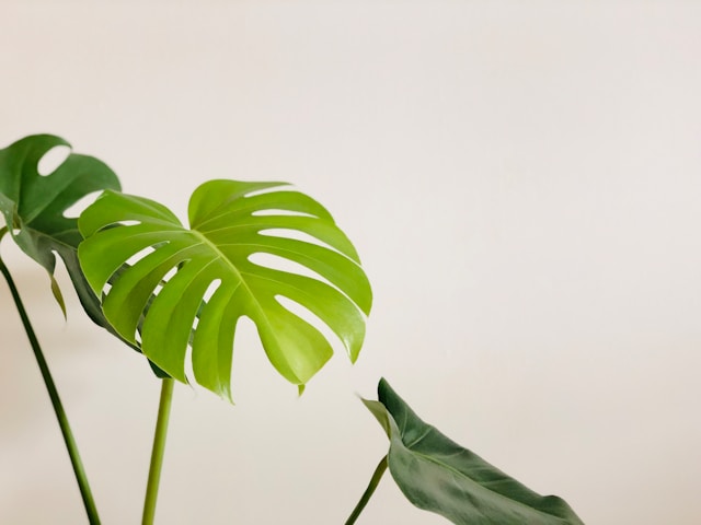 philodendron birkin rojo congo Philodendron Birkin – WILDEHAUS main image 1