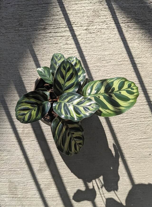 calathea rozowa Evergreen Perennial Calathea Ornata Pink Pinstripe Plant Nursery 6