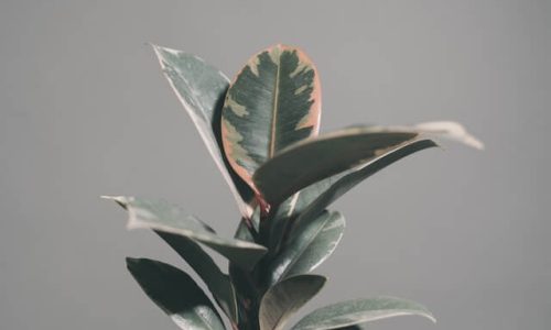 scott-webb-EoRhamEVuoE-unsplash (1) scott-webb-EoRhamEVuoE-unsplash (1)