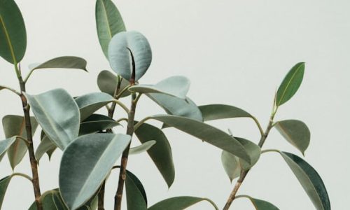 scott-webb-oRWRlTgBrPo-unsplash (1) scott-webb-oRWRlTgBrPo-unsplash (1)