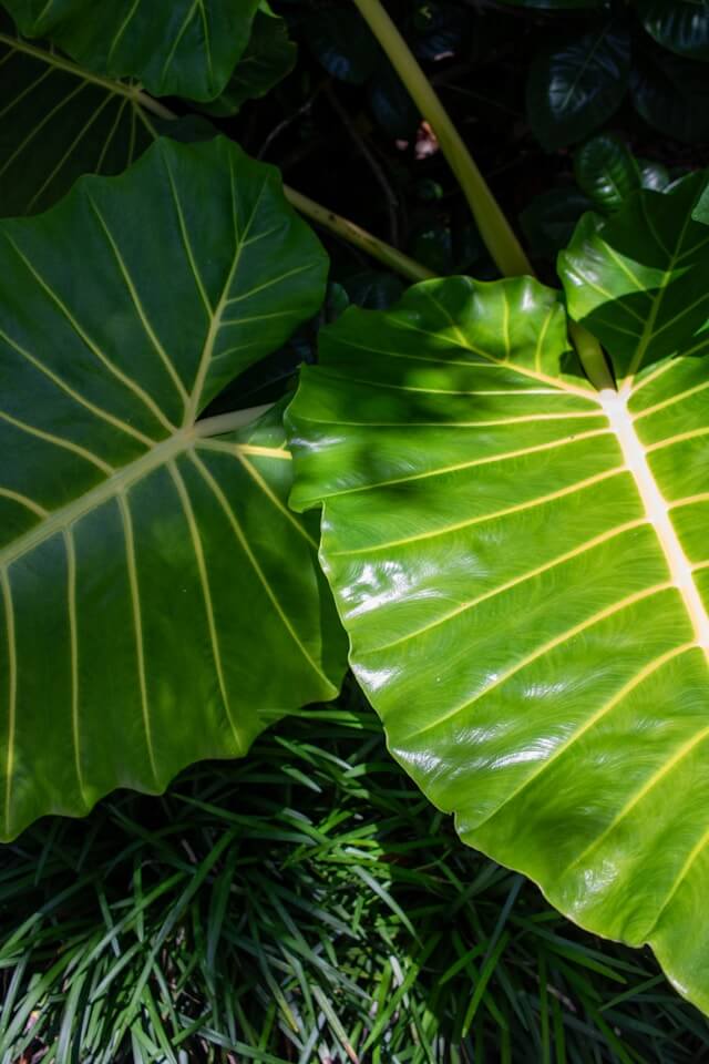 Best Fertilizer for Taro Plants (Grow Healthy Roots & Leaves ...