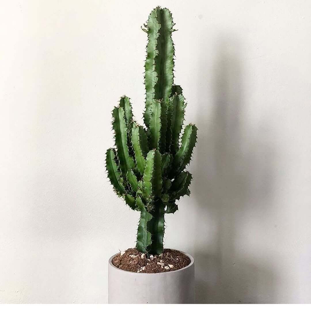 gummibaum ruby Ficus elastica 'Belize' main image 0
