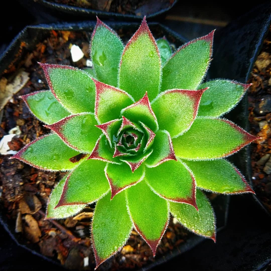 Leggy succulent caused by low light or wrong feeding