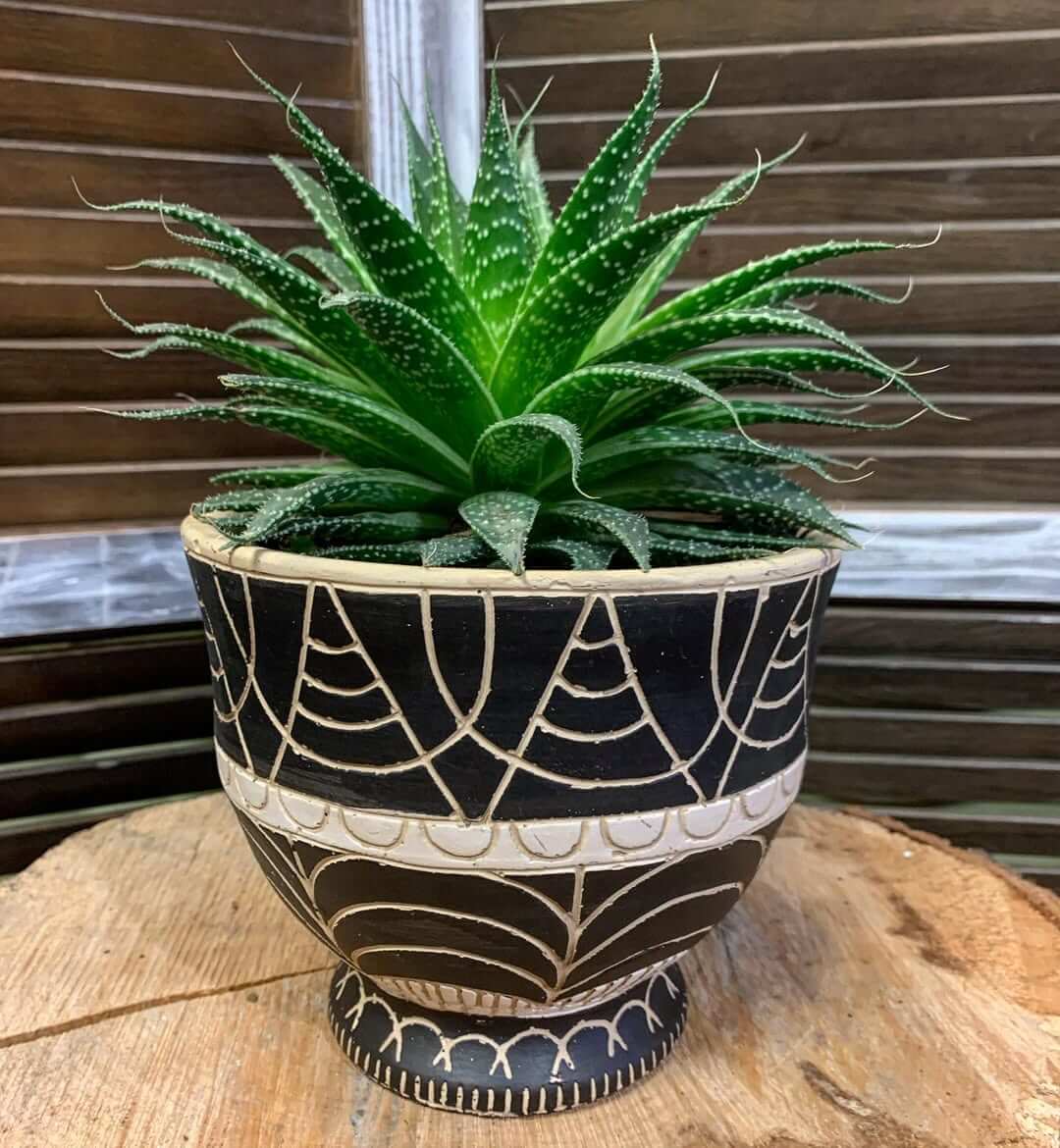 Aloe vera fertiliser for healthy roots and structure