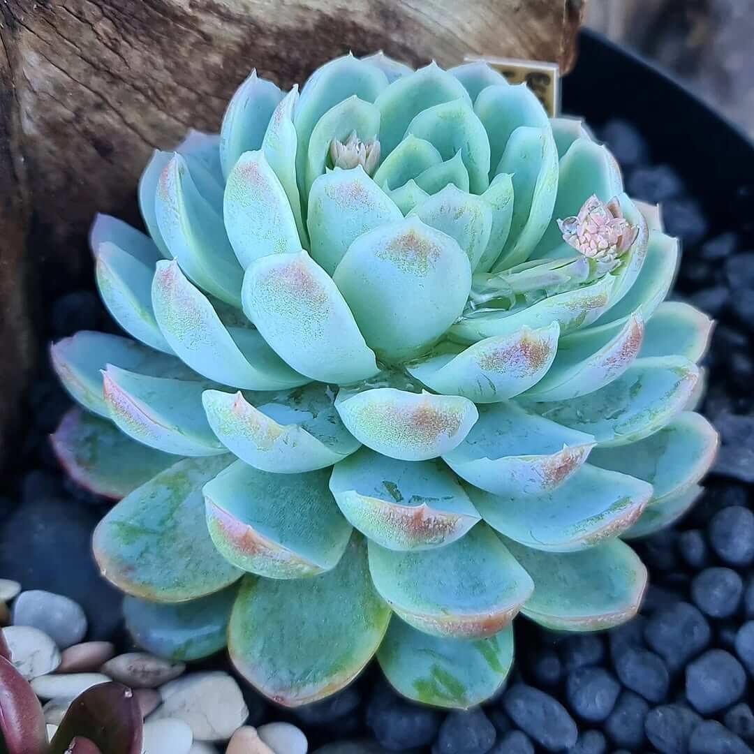Echeveria succulent fertiliser for compact rosettes