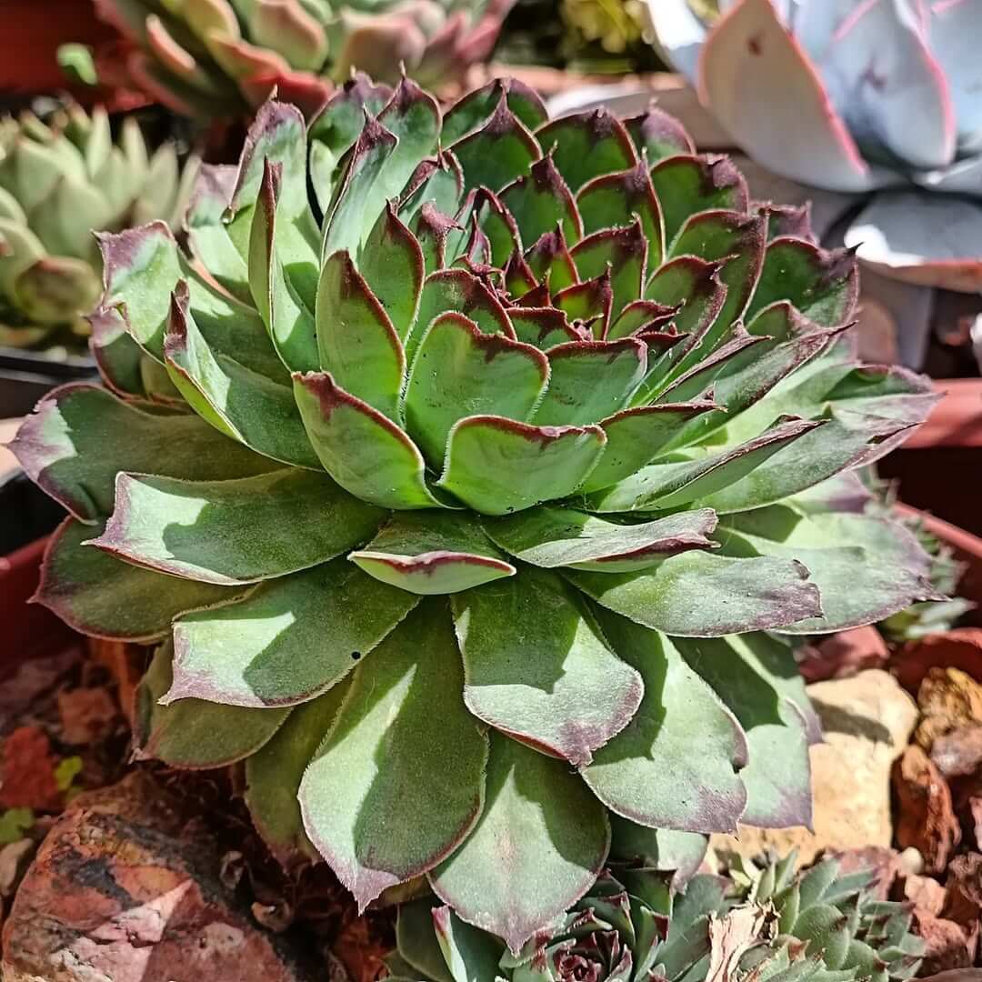 Compact succulent growth with correct cactus fertiliser