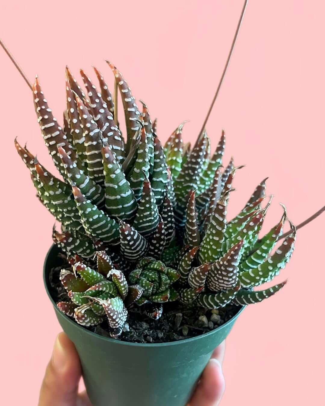 plant pots outdoor TRIBECA FOAM LITE & CONCRETE PLANTER – Hawaiian Discovery Furniture