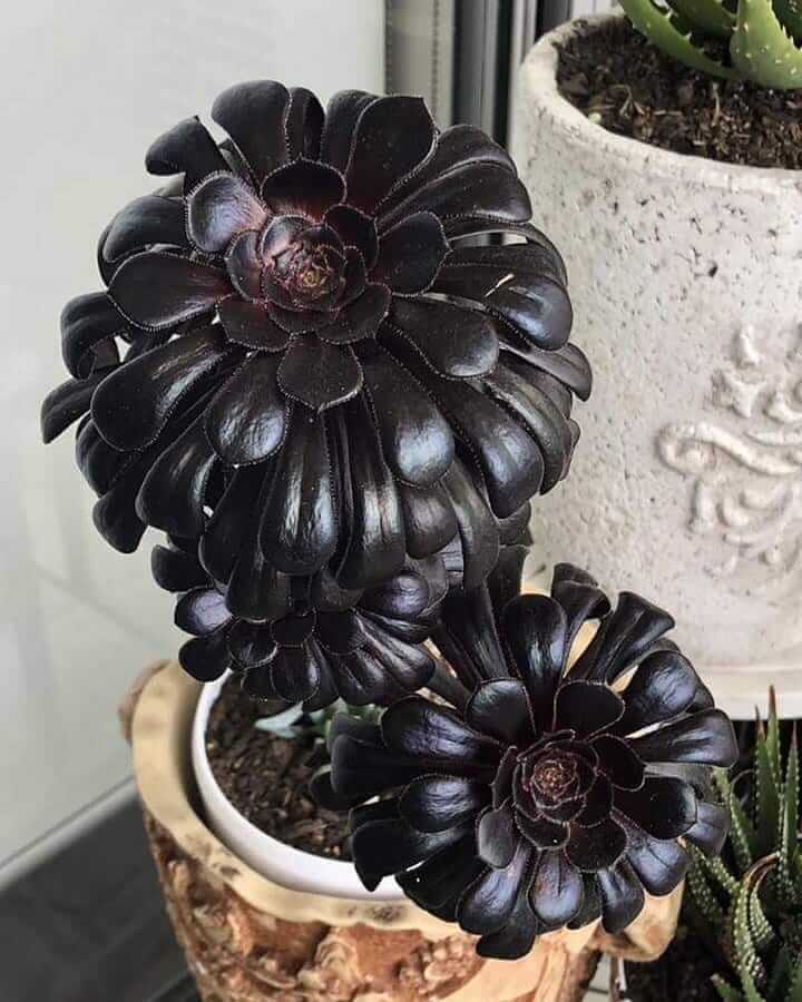 Aeonium Black Rose  Care, Growing & Propagation Guide Australia -  CompleteGrow