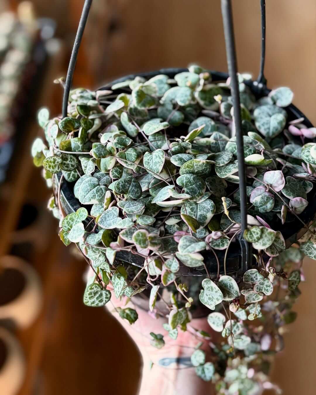 How to Grow and Propagate String of Hearts (Ceropegia woodii) | Rosary Vine  Care Guide - CompleteGrow