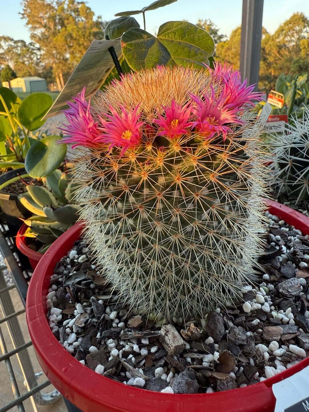 Healthy cactus and succulents growing compact with low nitrogen fertiliser
