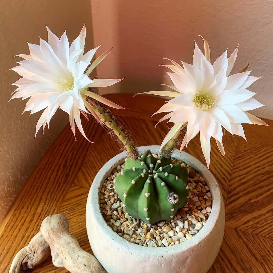 Cactus flower supported by phosphorus and potassium fertiliser