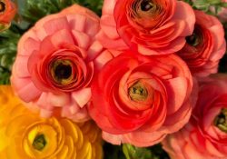 485733407_18398666287100460_8153682107188833855_n (1)