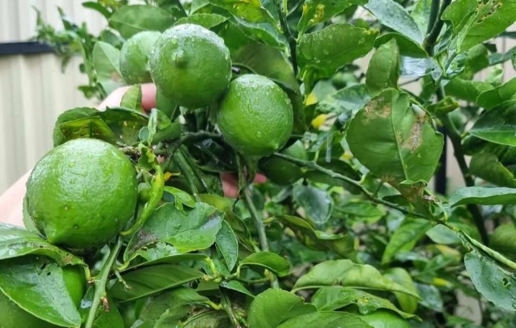 Potted lemon tree grown using CompleteGrow citrus fertiliser