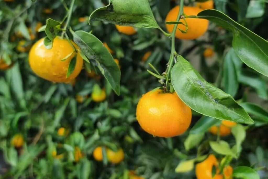 Healthy backyard citrus trees grown using CompleteGrow citrus fertiliser