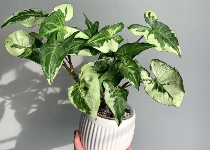 thumbnail image 2 of 4 White Butterfly Syngonium Podophyllum Arrowhead Plants – Rooted Starters, Pet Safe 2 of 2