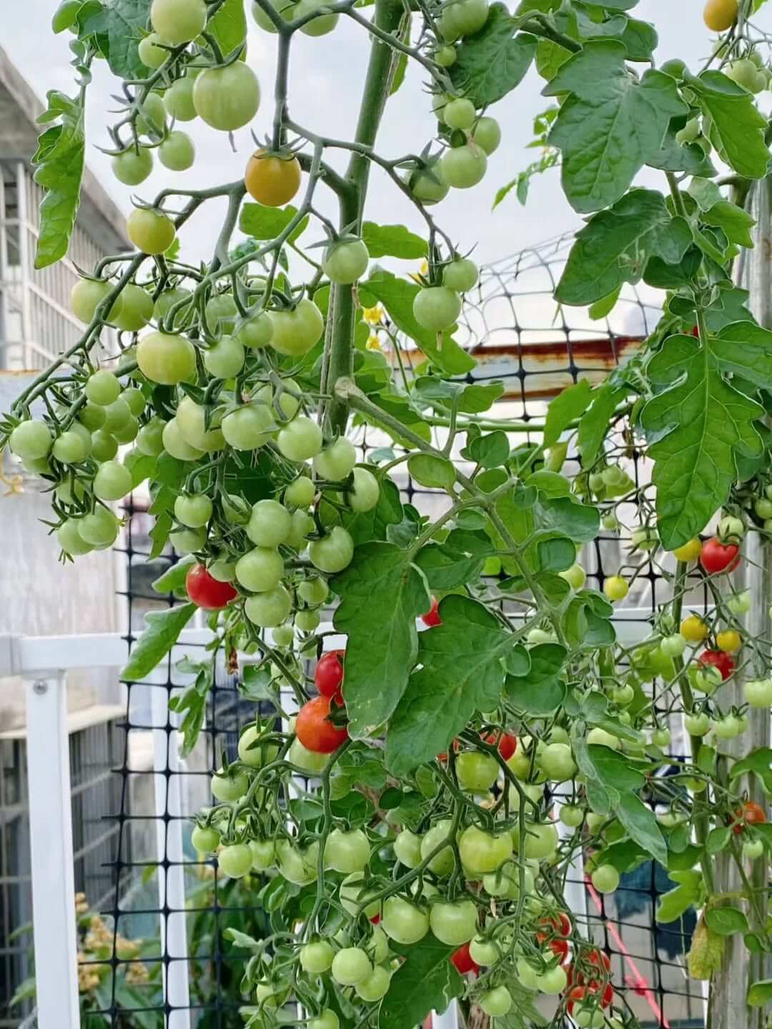 Tomato plants flowering and developing fruit in an Australian spring garden