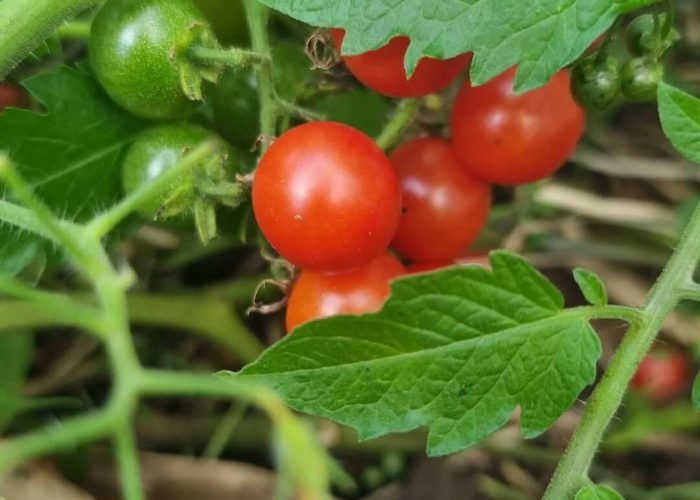 287864555_1388939091570125_7357106924659390778_n