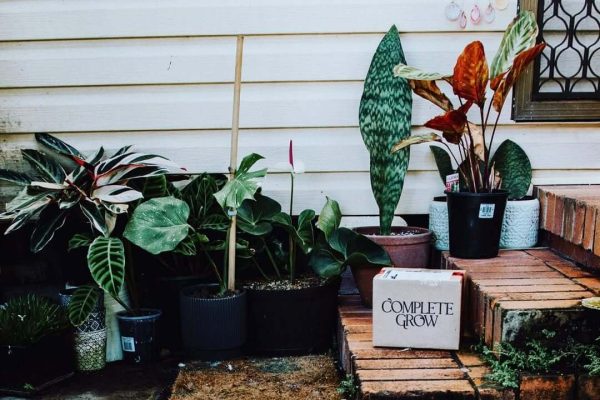 Plants shared by a CompleteGrow customer