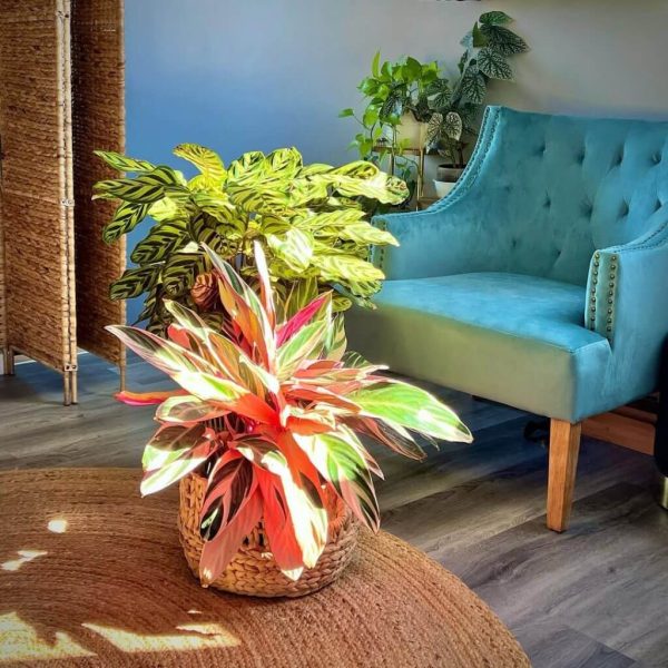 Healthy plants shared by a CompleteGrow customer