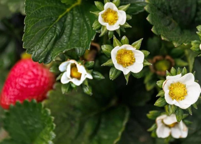 527606055_18532804477008723_2709909391271606509_n (1)