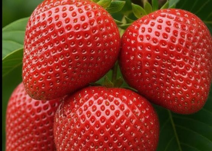 598028329_122158142756801042_6779649260551167326_n (1)