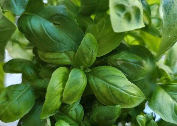 624652842_18093500614972605_4100779351996315649_n