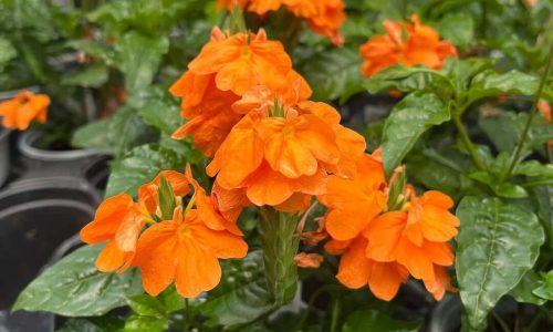 625410119_18102305983836796_6319484693043964740_n (1)