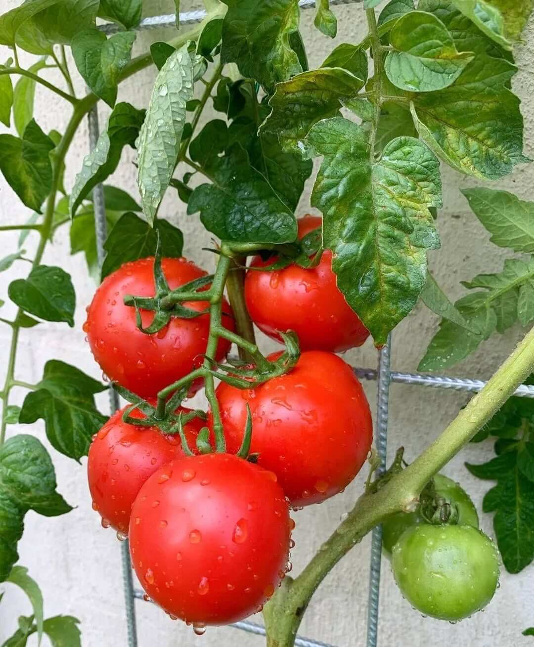 Healthy tomato plant