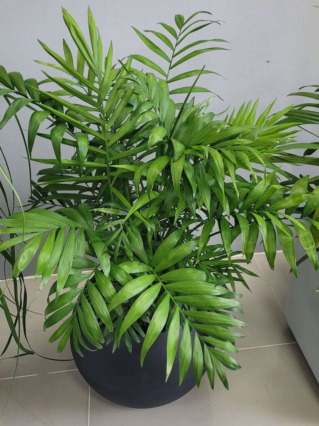 images of snake plants Snake Plant