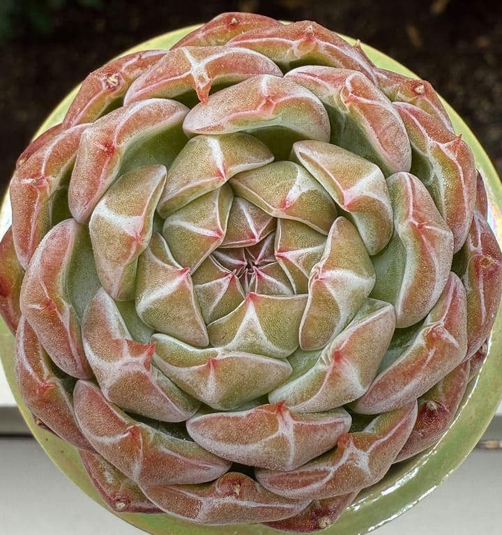 Healthy succulent showing compact growth