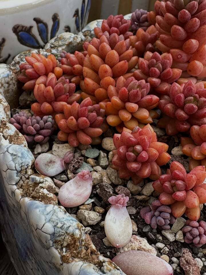 Potted succulents needing correct watering routine