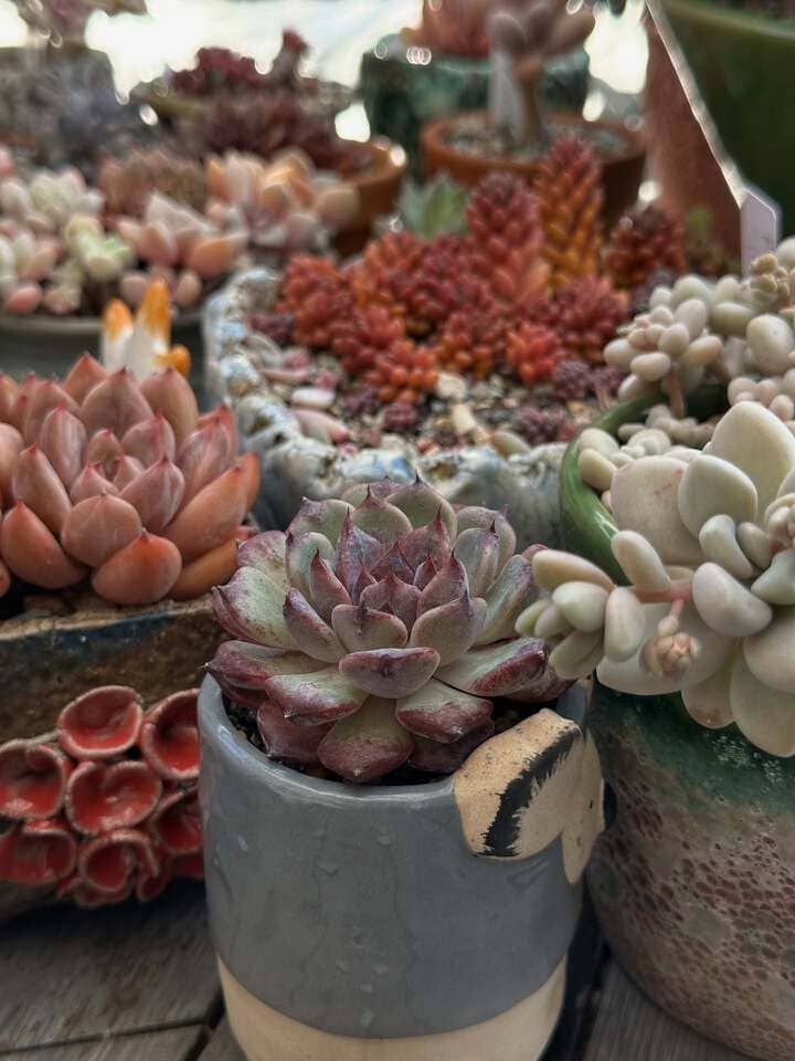 Succulent resting with fewer watering needs