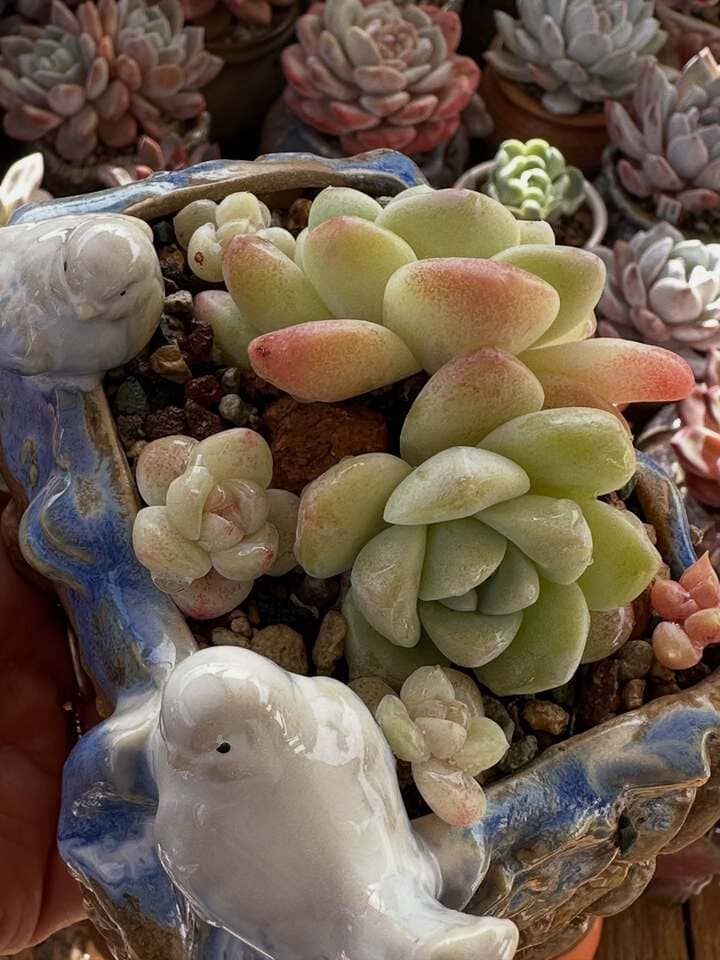 Succulents in containers with bright light and airflow