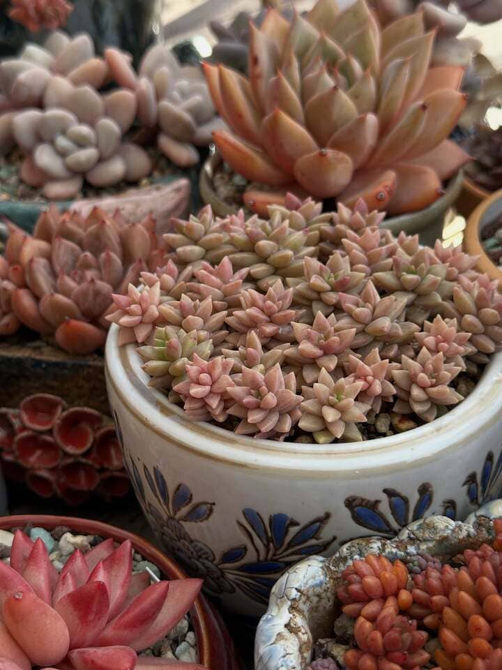 Succulent with healthy fresh growth in active season