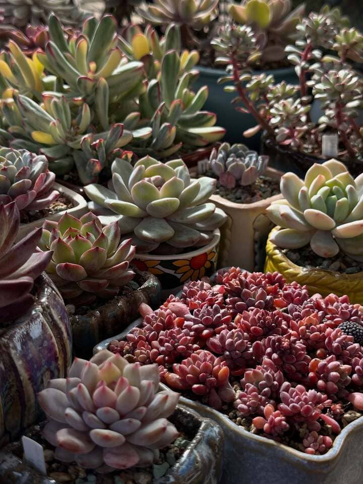 Healthy potted succulents in bright light