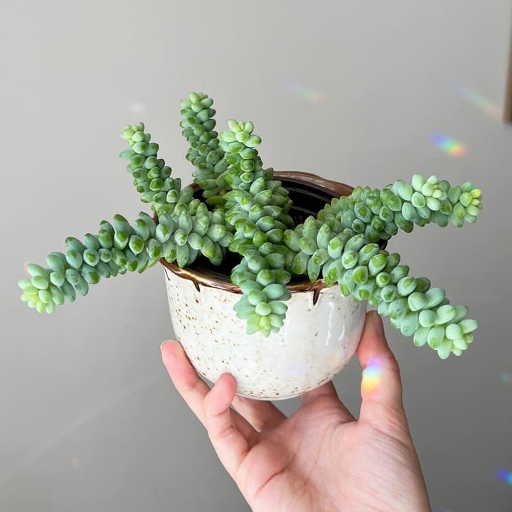 Succulent leaning toward window light