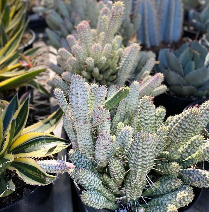 Succulent growing in spring with new healthy leaves